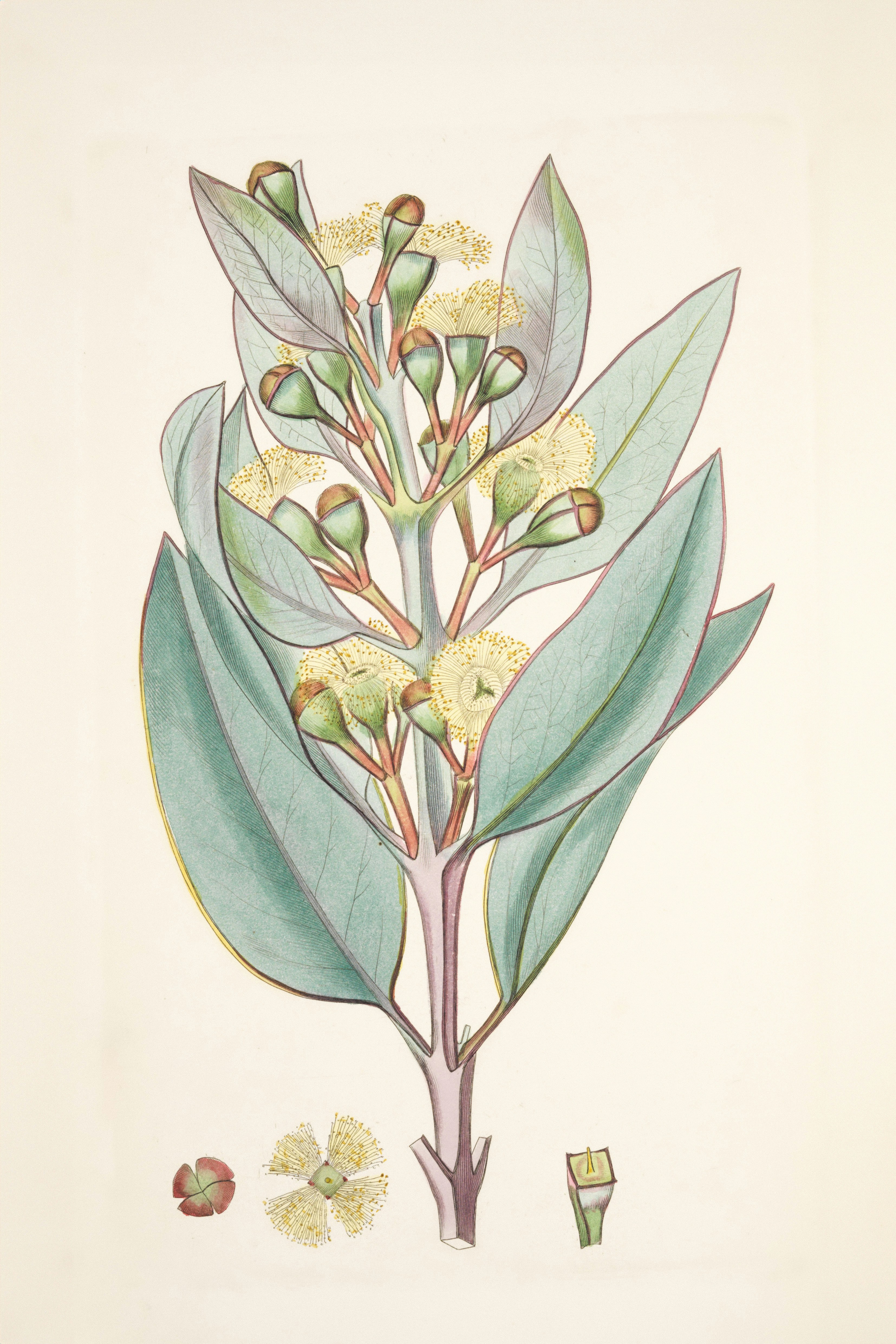Eucalyptus Essential Oil